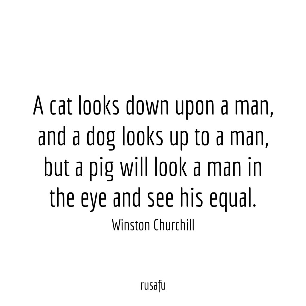 A cat looks down upon a man, and a dog looks looks up to a man, but a pig will look a man in the eye and see his equal. – Winston Churchill