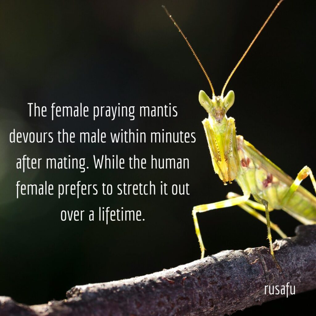 The female praying mantis devours the male within minutes after mating. While the human female prefers to stretch it out over a lifetime.